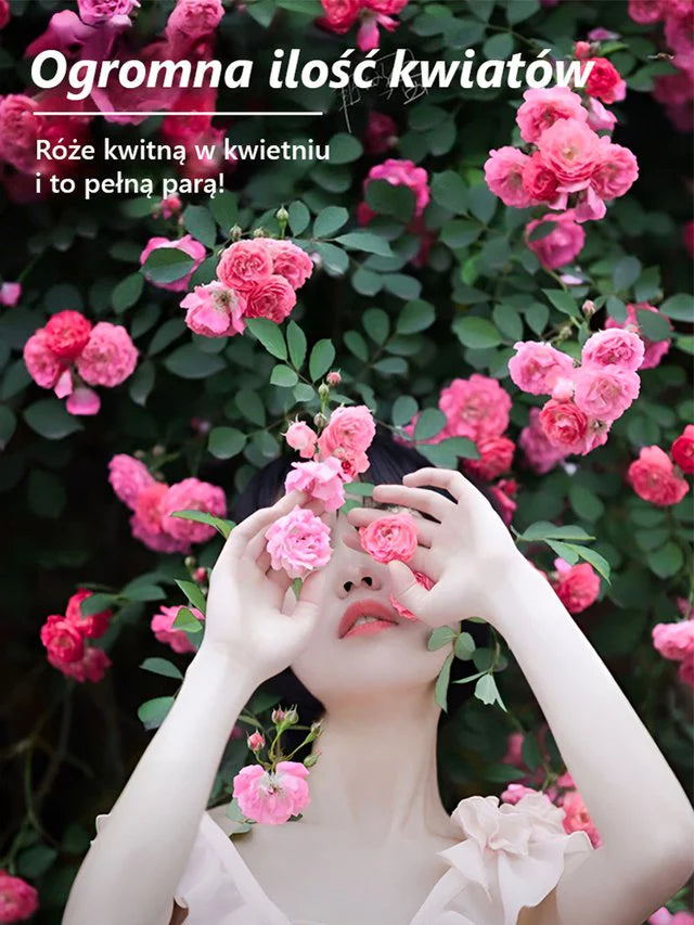 🪷Całoroczne kwitnienie nasiona róż pnących