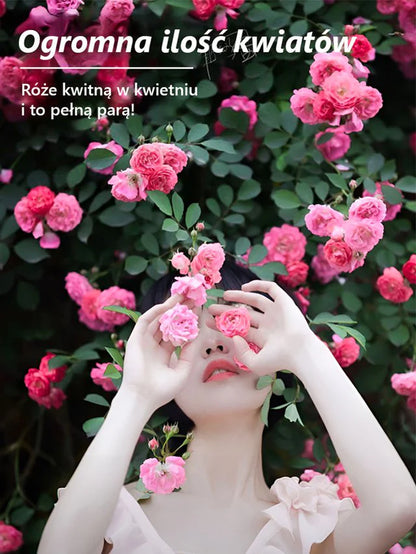 🪷Całoroczne kwitnienie nasiona róż pnących