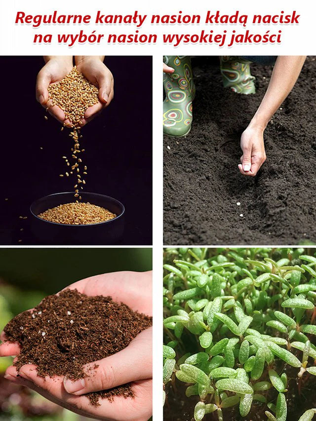 🪷Całoroczne kwitnienie nasiona róż pnących