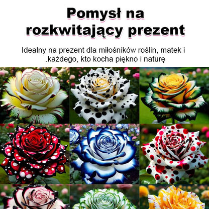 Nasiona róży wielogłowych
